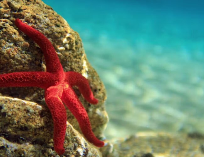 Científicos alertan sobre el colapso de un sistema de corrientes del océano Atlántico