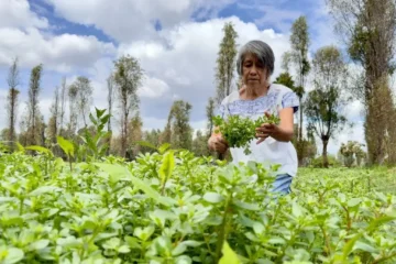 Inicia entrega de recursos atrasados de Producción para el Bienestar